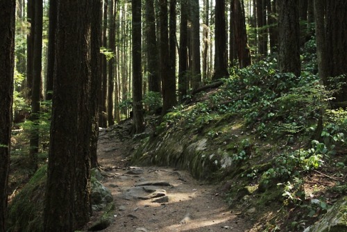 matchbox-mouse:From a day spent hiking in Cypress Falls, BC.