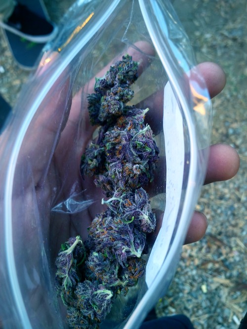 the-delicates:  PURPLE GANJA MYTHICAL MARIJUANA   lethal.