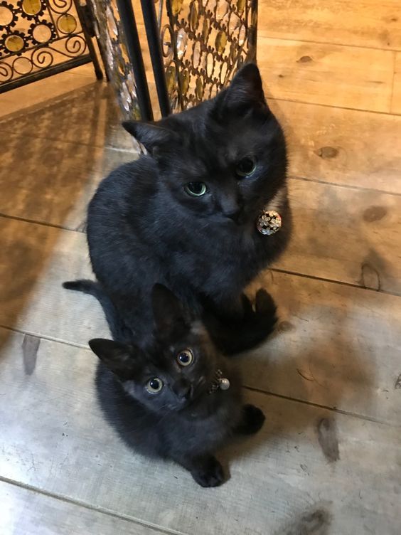 Black Cat Appreciation Post