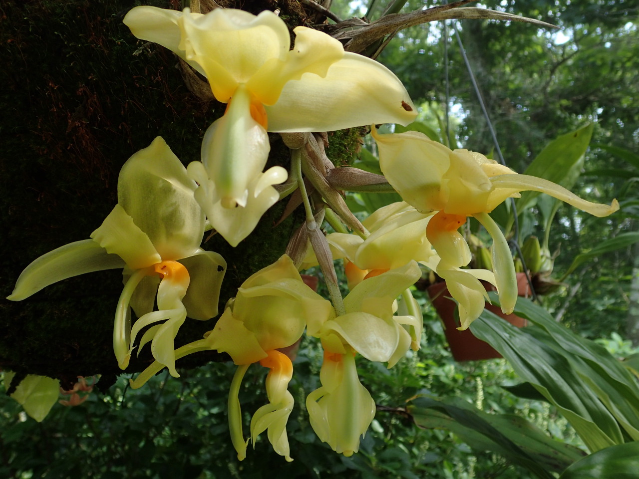 orchid-a-day:  Stanhopea graveolens Syn.: Stanhopea aurata, Stanhopea aurea, Stanhopea