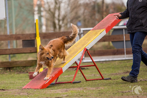 Agility Fotografie - wie alles in 2015 begannEin kleiner Rückblick auf meine ersten Agility Fotos… Eine Freundin hatte mich damals gefragt, ob ich sie und ihren Hund auf einem Agility Turnier fotografieren kann. Da Agility für mich was völlig neues...