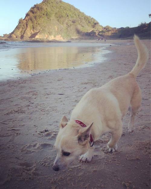  #portmacquarie #nobbys #beach #corgi #chihuahua #home (at Nobby’s Beach, Port Macquarie)