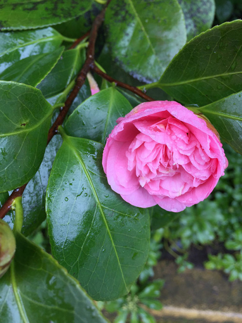 portland rose garden