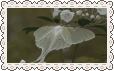 moth