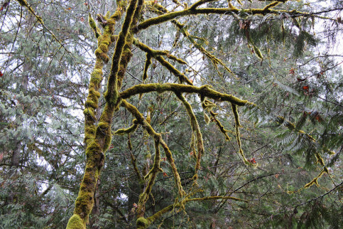 North Umpqua Trail - Swiftwater Segment by Richard O'Neill