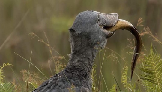 applejuicewerewolf: nightmares06:   terulakimban:   todaysbird:  todaysbird:  every photo of a shoebill eating is progressively worse than the last  the one exception: this gentle boy who just wants to share a snack with you  I feel I should point out