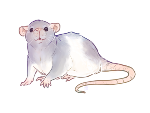 nebulamii: I drew dog/cat breeds as rats (plus one Darius) suggested by my twitch chat 