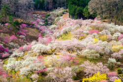 asylum-art:  The Best Pictures Of This Year’s Japanese Cherry Blossoms The Japanese cherry blossom, known as the Sakura in Japanese, is the flower of a cherry tree that is cultivated for its decorative features rather than for cherries (it doesn’t