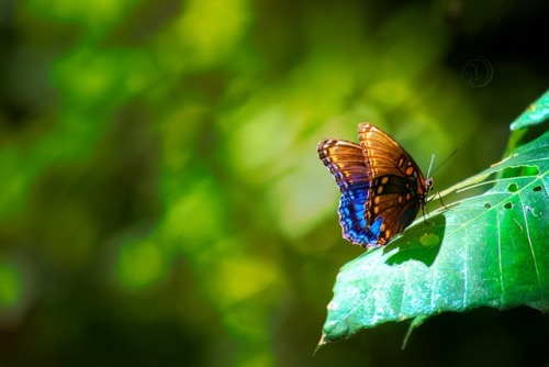 Butterfly Chilling at Cummins Falls State Park, Tennessee. @photographyaeipathy Nikon D500