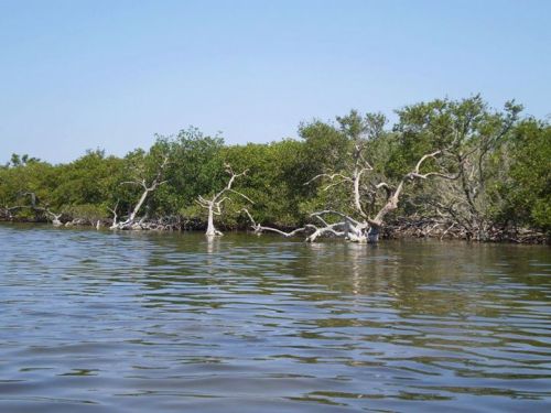 Mangrove Swamps and Carbon Capture New research has suggests that protecting areas of Mangrove swamp