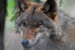 her-wolf: Loup - Wolf - The Look - Le regard