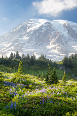 tigertravelguide:   The majestic Mt. Rainier by Josh Steele 