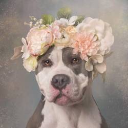equanimity-in-the-stars:  ithelpstodream:  Flower Power: Pit Bulls of the Revolution  Yes. This is the kind of content I signed up for. 