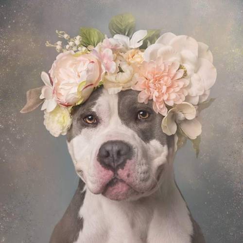 basicblake:ithelpstodream:Flower Power: Pit Bulls of the RevolutionWho let these dogs in to the Lana