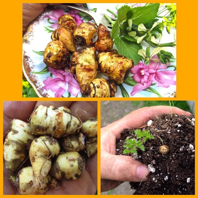 Tuberous-rooted chervil, aka Chaerophyllum bulbosum. The photo of the plant/hand was taken by William Whitson of Cultivariable, who suggested roasting or eating in soup. So I roasted them in olive oil with sage, salt, and pepper. It was terrific,...