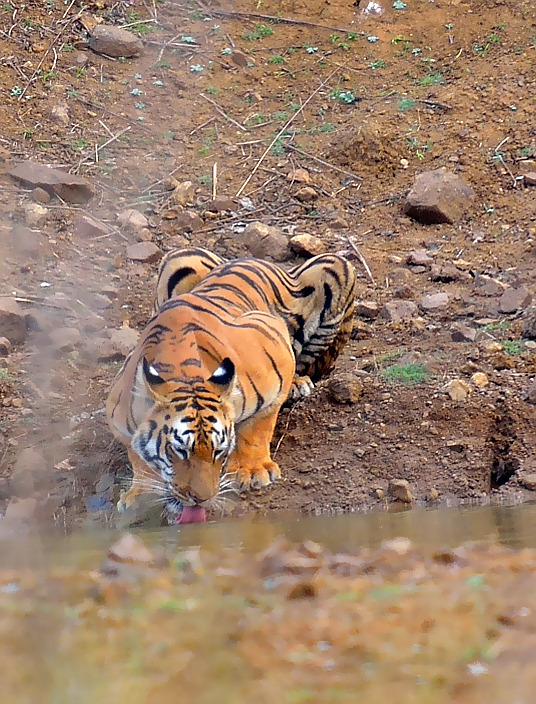 llbwwb:  Drink time by Yogesh Bhandarkar