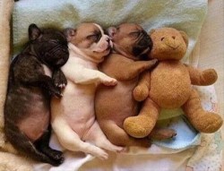 cute-overload:  We All Need Someone to Cuddlehttp://cute-overload.tumblr.com