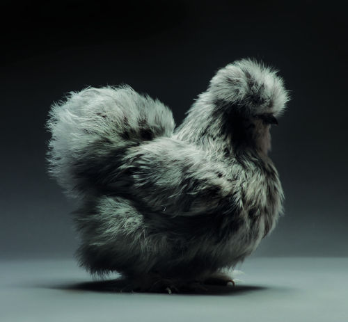 boredpanda: We Photographed Hundreds Of The Most Beautiful Chickens, And Just Look At Them!