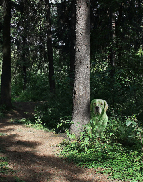 Photoshop Battles: Golden played in freshly mowed lawn | sources