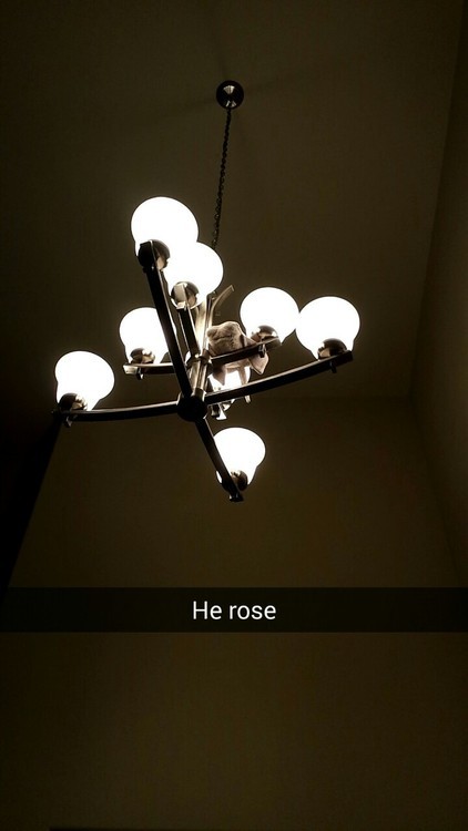carsatan:  carsatan:  jenovaii:  carsatan:  My sting ray fell out of the chandelier  i don’t even know the context of this but this is the best post i’ve seen in a while      I told my dad that someone reblogged this and he wants it to be known that