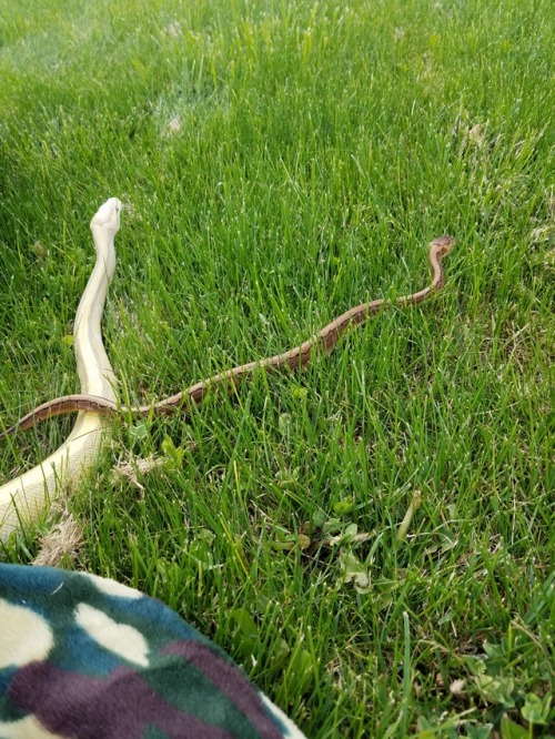 sweetsnoots:Emrys and little Pretzel got to say hi amd enjoy tge grass together.