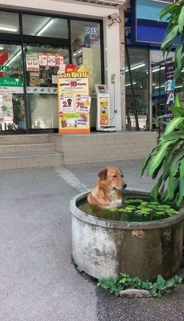 haha-woww:  lolfactory:  Just chilling, dog☆ funny pictures ☆ tumblr pictures  haha…. woww….