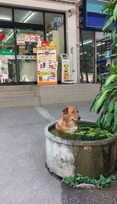 awwww-cute:  It’s hot in Thailand today (Source: http://ift.tt/1I5SuX4)