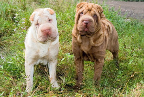  - Shar Pei. Want more? Follow:http://dogsandpupsdaily.tumblr.com/ 