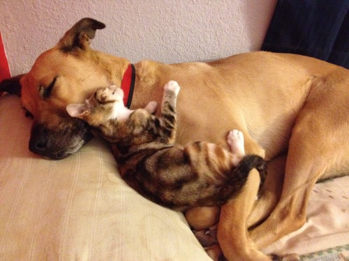 thatgirlwithalltheanimals: Kalani and Thor are ridiculously cute snuggle buddies. 