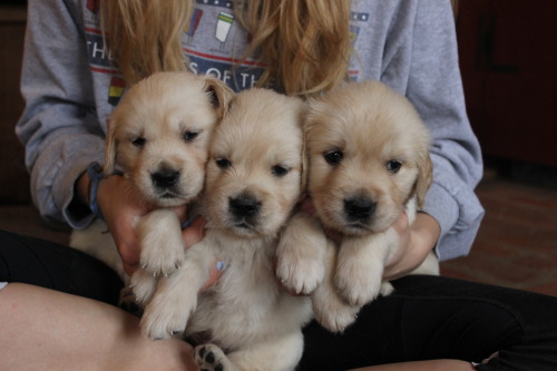beinqfab:puppies? yes please.