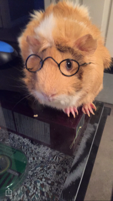 craigginz:they like to wear glasses  Potter!!!