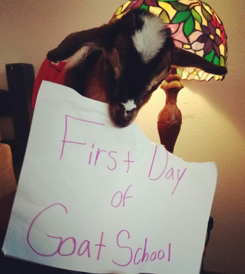 theadventuresoftimothythegoat:First day of goat school!Favorite food: paperFavorite thing to do: eat