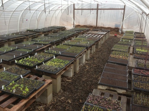 goletafoodforest: Starts in the greenhouse This looks like a good frugal setup. Breaking this down f