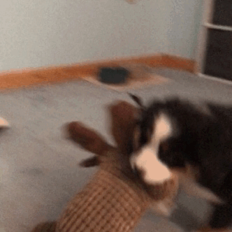 Can I Request A Bernese Stim Board?? 