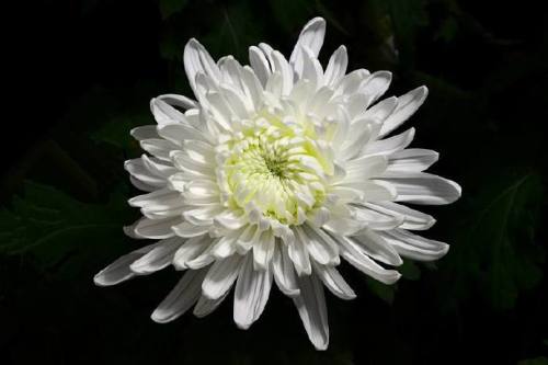 flower for qingming festival in china