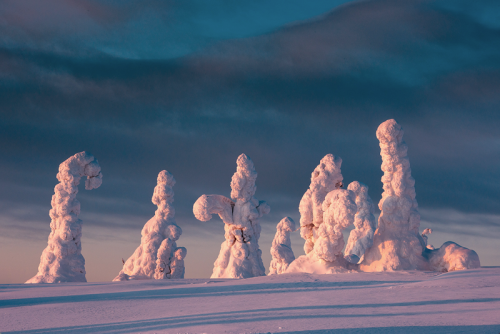 nubbsgalore:  siberian spruce trees in finland’s riisitunturi national park become covered a hard ri