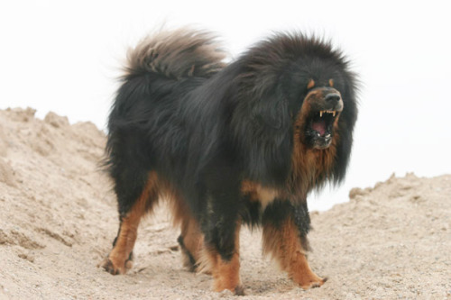 catertothehollow:  Tibetan Mastiffs  