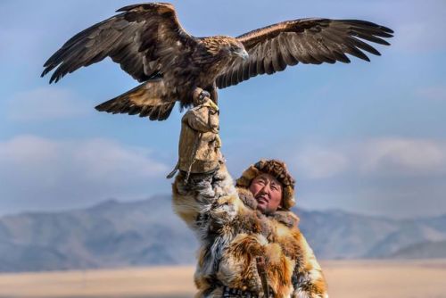 Fonte : Golden Eagle Festival in Mongolia 6236a0d0-8250-11e5-9811-49e3ba7423f6_1_CATERS_MONGOL_EAGLE