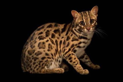 end0skeletal:Lesser-known small wild cats photographed by Joel Sartore1. Margay2. Jaguarundi3. Black