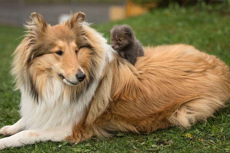 kimberryberry:  sistahmamaqueen:  awesome-picz:    Dog Adopts A Baby Fox After His