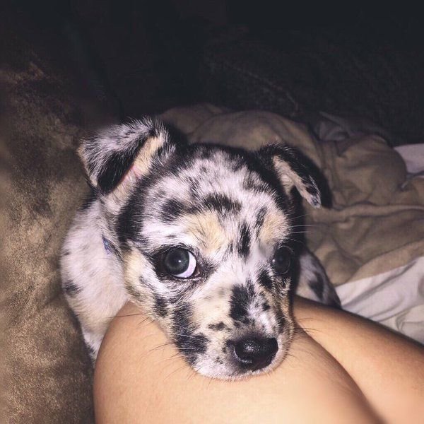 babyanimalgifs:Cutest oreo puppy ever