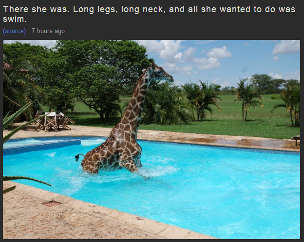 A fine specimen: “There she was. Long legs, long neck, and all she wanted to do was swim.”
