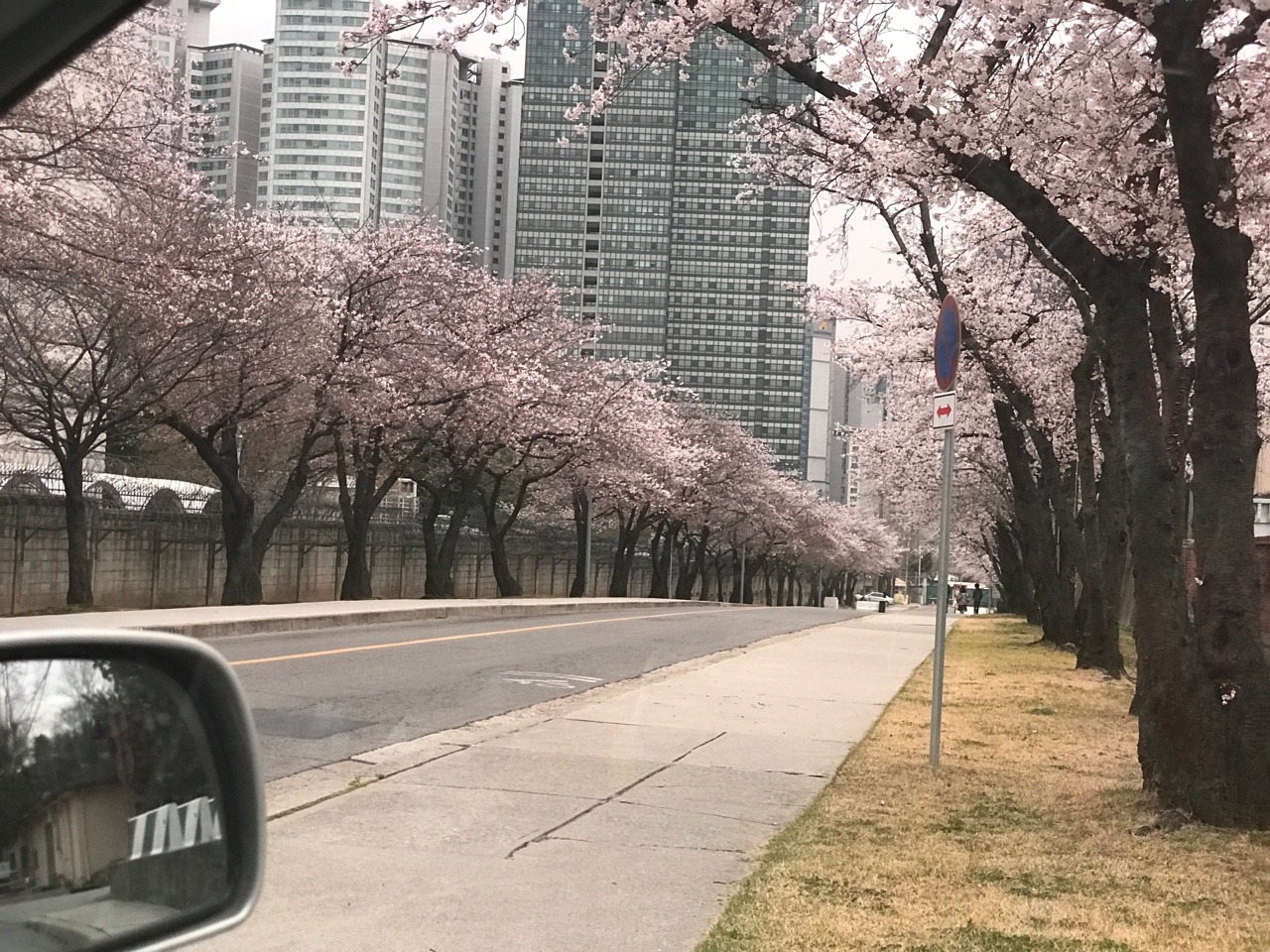 Cherry blossoms in Yongsan