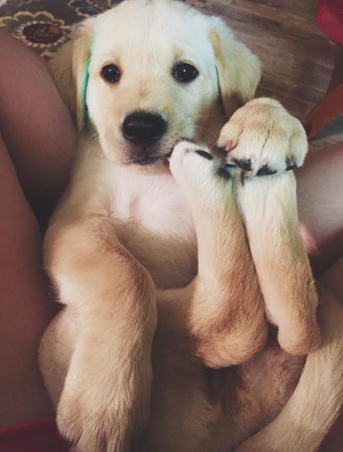 babyanimalgifs:  I love him.