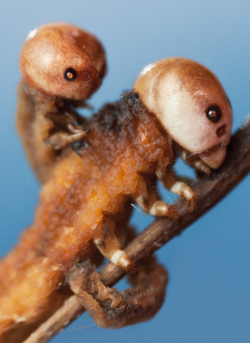 Creepy mass death by John HallménVia Flickr :Unknown sawfly larvae (Symphyta)Size: 7-20 mmI found th