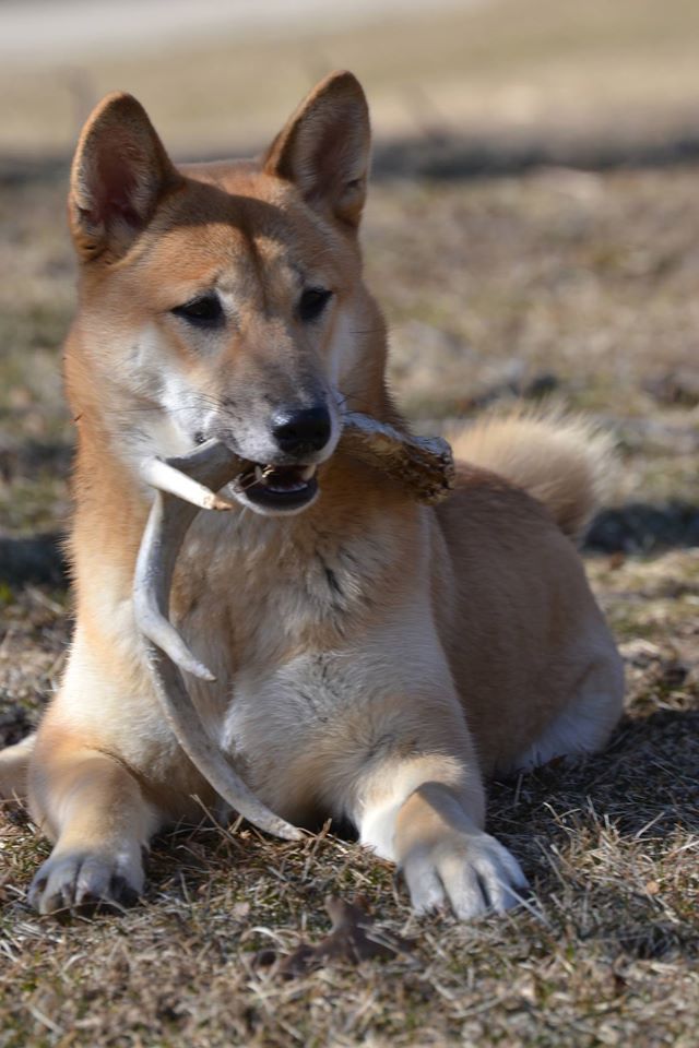 handsomedogs:  Keiko.