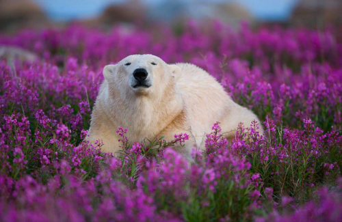 nubbsgalore:  photos by (click pic) michael poliza, dennis fast and matthias brieter of polar bears amongst the fireweed in churchill, manitoba. the area has the largest, and most southerly, concentration of the animals on the planet. in late summer