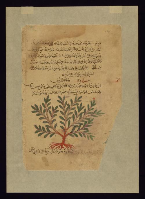 Four Leaves from the Arabic Version of Dioscorides’ De materia medica, W.750 by Dioscordines P