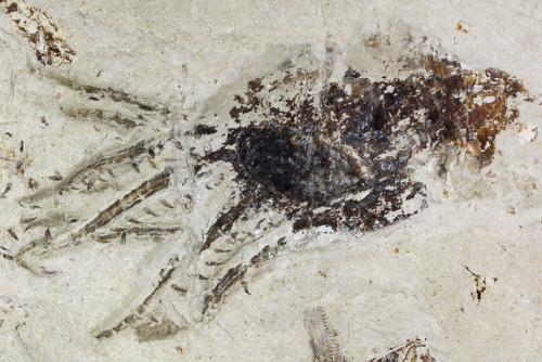 fossilera: This is a really incredible, soft-bodied fossil that just arrived the other day from the 