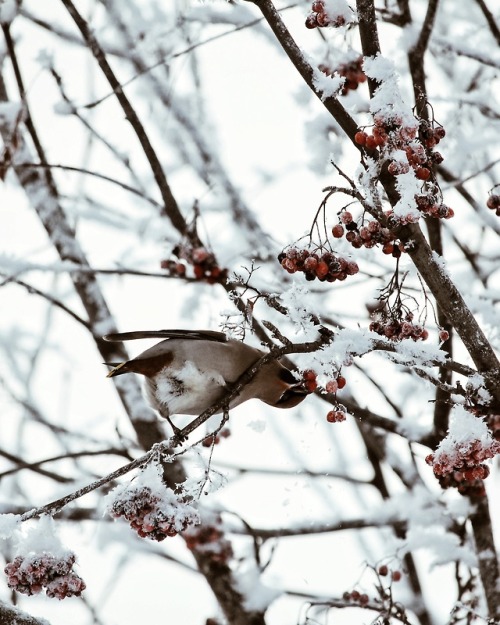  Bombycilla garrulus/Waxwings instagram.com/mossbeast 